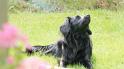 Hayo in Drenthe (18)